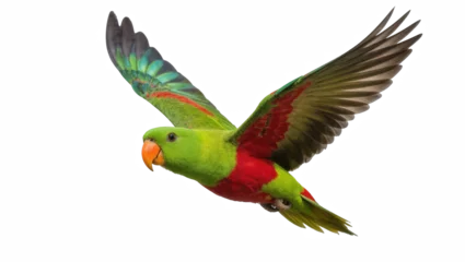 Fototapeten Papagei Majestic vibrant green and red parrot in full flight with orange beak and spread wings  © Trym
