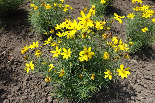 Yellow flowers of Coreopsis verticillata in mid July