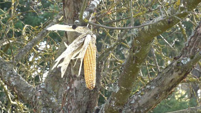 Ein &uuml;ber den Winter zur F&uuml;tterung von V&ouml;geln aufgeh&auml;ngter Maiskolben an einem Ast, bewegt sich im Wind