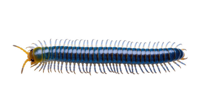 Brightly colored blue and orange millipede, a beautiful and intriguing multi-legged invertebrate