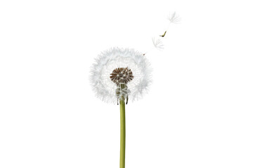 Fototapeta premium Dandelion seed head with parachutes blowing away, dispersing seeds in wind, natural growth, transparent background