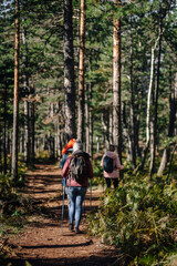Obraz premium Group of hikers walking forest trail with trekking poles