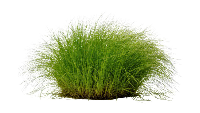 Fresh green ornamental grass bush for nature-themed design projects and realistic compositions