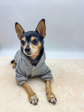 A small terrier in a gray sweatshirt sits on a white faux fur rug. Studio portrait on a white background.