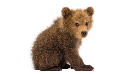 Sweet little brown bear cub with a playful expression sitting still and facing forward © Trym