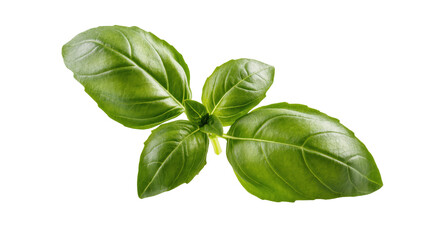 Obraz premium Fresh green basil leaves fragrant herb for culinary dishes and healthy food ingredients