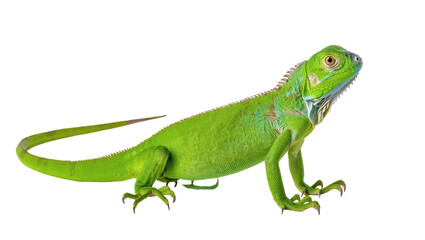 Fototapeta premium Striking green iguana with vibrant scales and distinctive crest looking right