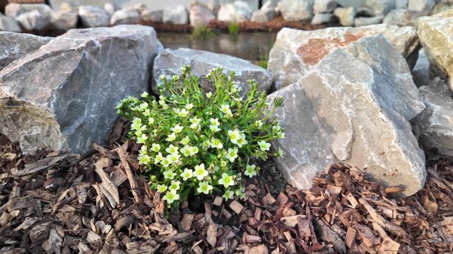 A white saxifrage growing beside natural rock near a pond as the camera moves slowly along the stone edge.