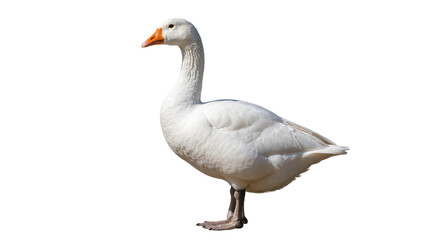 Obraz premium Magnificent white domestic goose standing calmly in profile, showcasing its beautiful plumage
