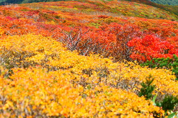 Fototapeta premium 栗駒山の紅葉。栗原、宮城、日本。10月上旬。