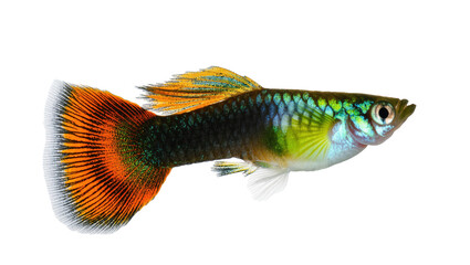 Fototapeta premium Colorful male guppy fish featuring a striking orange tail and iridescent scales