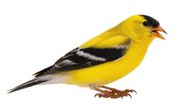 Bright yellow male American Goldfinch with black cap and wings perched and vocalizing
