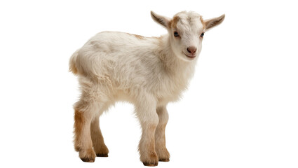 Fototapeta premium Adorable young goat kid with white and brown fur, standing and looking at viewer