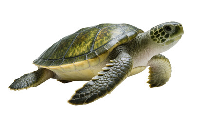 Vibrant green sea turtle swimming with flippers extended, majestic endangered marine life © Maros