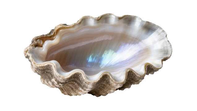 Elegant mother of pearl seashell showing shimmering iridescence and detailed wavy texture