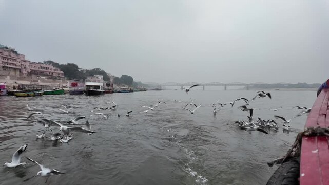 Seagulls Flying Over Ganga River with Varanasi Ghats and Boat
