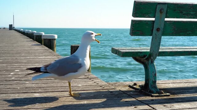 Seagull squawking on a sunny pier next to a weathered green bench with the ocean in the background on a bright day