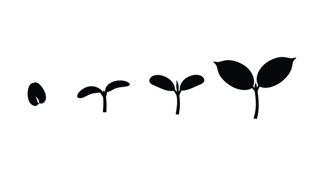 Vector graphic illustration showing the sequential growth stages of a plant seedling emerging from a seed