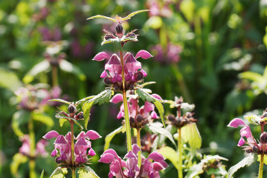 Lamium maculatum flower petals color close up naturalistic