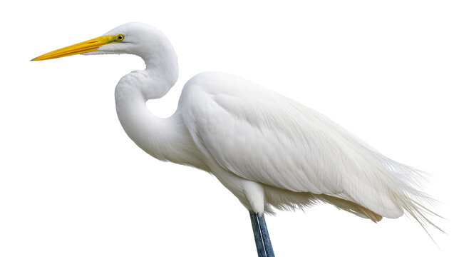 Elegant great egret bird with brilliant white plumage and yellow bill standing gracefully