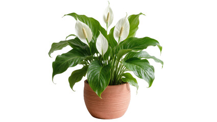 Fototapeta premium Vibrant Peace Lily houseplant in a natural terracotta pot showing fresh white blooms
