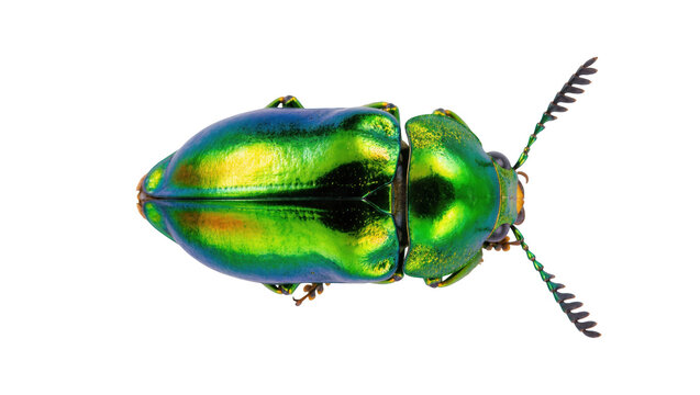Magnificent iridescent beetle showcasing its striking green and golden exoskeleton