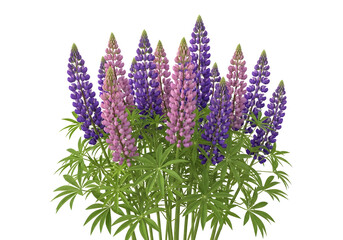 Obraz premium Lupine flowers in purple and pink, blooming lupine plant with green leaves, floral arrangement, nature background