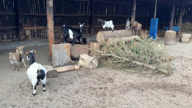 Domestic goats (Capra hircus) standing on wooden logs in an outdoor farm enclosure. Close-up of white and black goats in a rustic environment on a sunny spring day.
