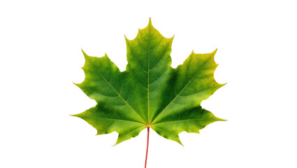 Fototapeta premium Fresh green maple leaf with detailed venation and vibrant color, symbolizing nature and growth