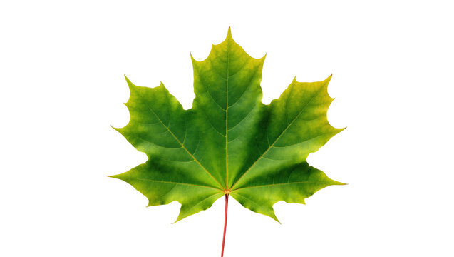 Fresh green maple leaf with detailed venation and vibrant color, symbolizing nature and growth