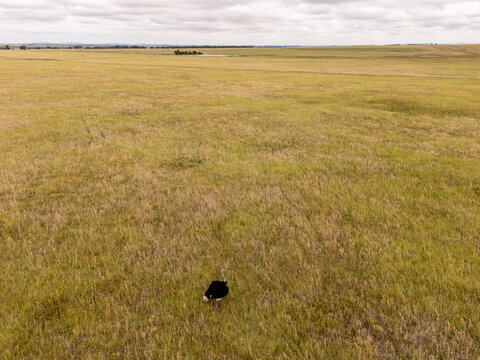 Aerial view of an ostrich wandering amidst the vast, sun-kissed grasslands under a pale sky, a solitary figure in the expansive landscape, Bloemfontein, Free State, South Africa.