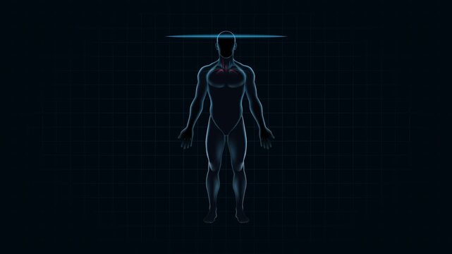 Human body biometric scanner HUD. Animated futuristic man's internal organs with major viscera and diagnostic scan. Vertical high tech healthcare and AI medicine motion graphic.