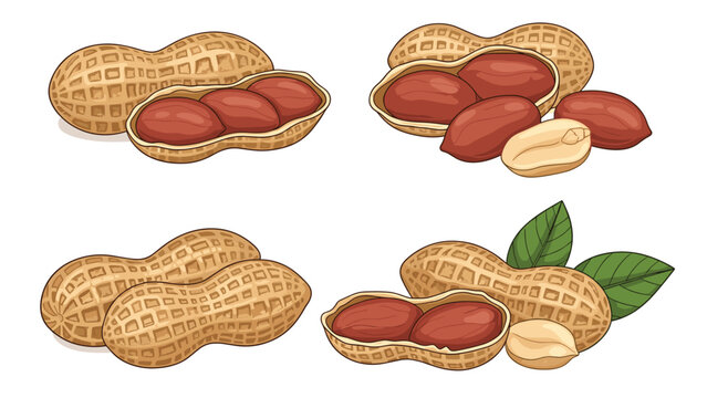 Collection of detailed illustrations showing peanuts in different forms including whole shells, cracked shells, and kernels with leaves.