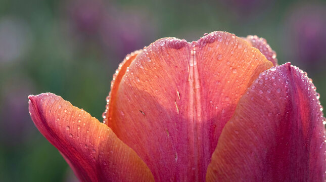 Closeup of a single tulip flower.
