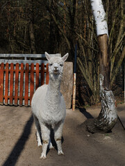 Fototapeta premium Alpaca standing on farm yard outdoors with fence and copy space. Concept of animal portrait, farming, rural life, agriculture, nature, social media.