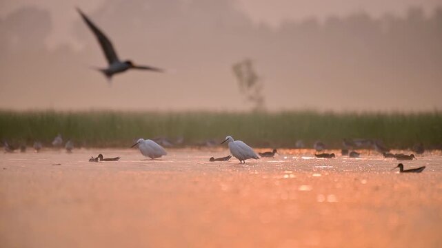 Refreshing morning environment supporting energetic wildlife interactions across freshwater zone