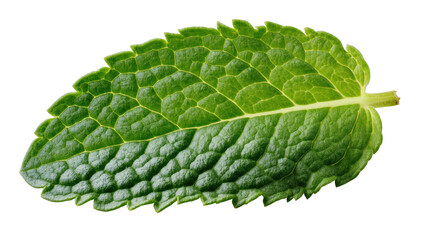 Fresh vibrant green mint leaf with textured surface, aromatic culinary herb for cooking and drinks © Ines