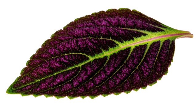 Captivating purple and green ornamental leaf with striking venation and rich textured surface