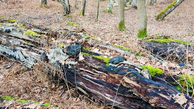 Close-up footage of a decaying fallen log in a Danish woodland. Features vibrant green moss and black bracket fungi, showcasing the natural process of forest decomposition and nutrient cycling