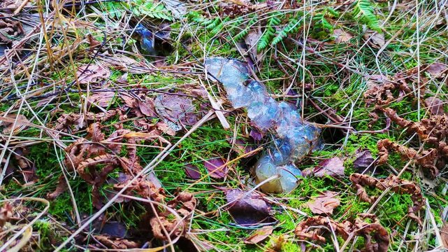 A striking visual juxtaposition featuring a fallopian tube form placed within a vibrant green forest. Explores themes of fertility, birth, and the deep connection between anatomy and the earth