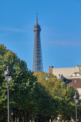 Obraz premium Eiffel Tower rising above Paris rooftops and trees.