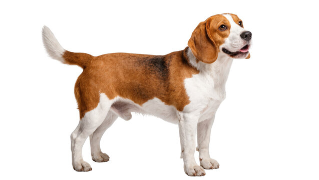 Happy and alert tri-color beagle dog standing in full body profile, looking to the right