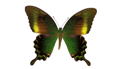 Close-up of a vibrant iridescent green and brown swallowtail butterfly with intricate wing patterns © Rowan