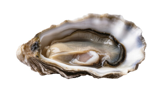 Delicious fresh open oyster in its shell, a gourmet seafood delicacy ready for consumption.