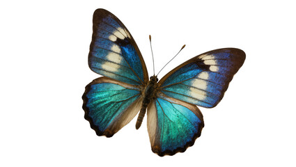 Vibrant iridescent blue and teal butterfly, a beautiful tropical insect creature with elegant wings © Rowan