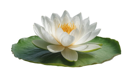 Beautiful white water lily flower with green lily pad isolated for elegant design © Rowan