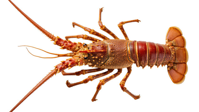Fresh raw spiny lobster, a delicious seafood delicacy, ready for cooking and culinary use