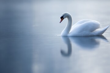 Fototapeta premium Elegant swan reflection lake serenity balance nature beauty concept