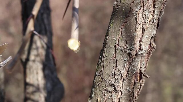Gardener trims excess branches and shoots with secateurs. Close-up of a hand in a protective glove holding a secateur. The process of pruning a tree in the garden, close-up. Work in the park