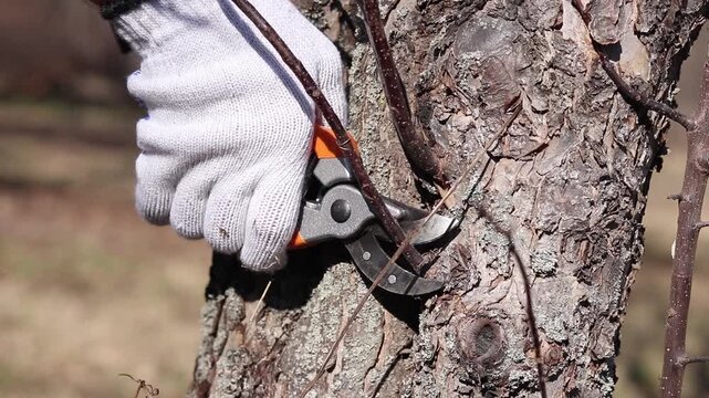Gardener trims excess branches and shoots with secateurs. Close-up of a hand in a protective glove holding a secateur. The process of pruning a tree in the garden, close-up. Work in the park
